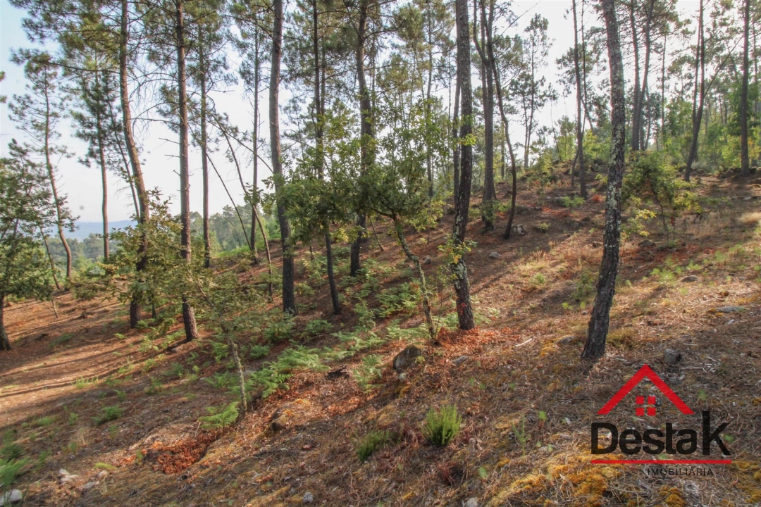Terreno para Venda em São Miguel do Mato Foto 5