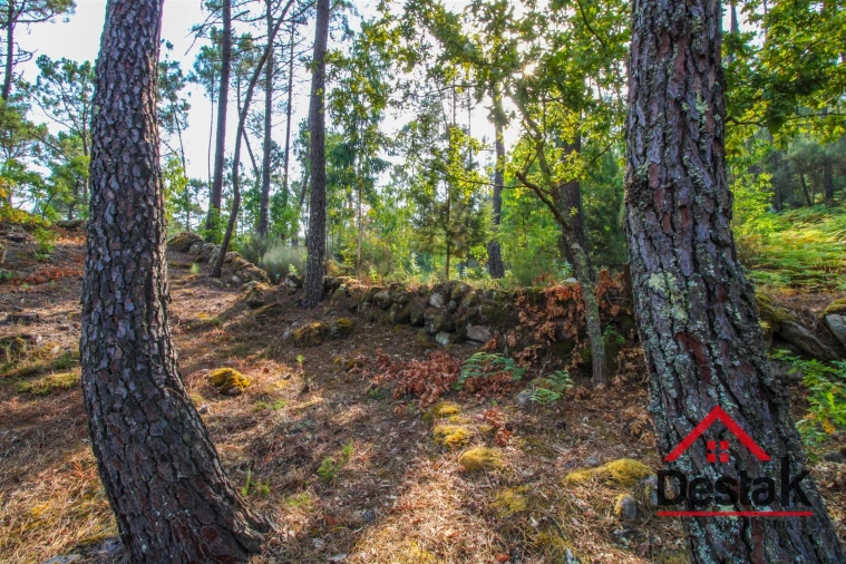 Terreno para Venda em São Miguel do Mato Foto 7
