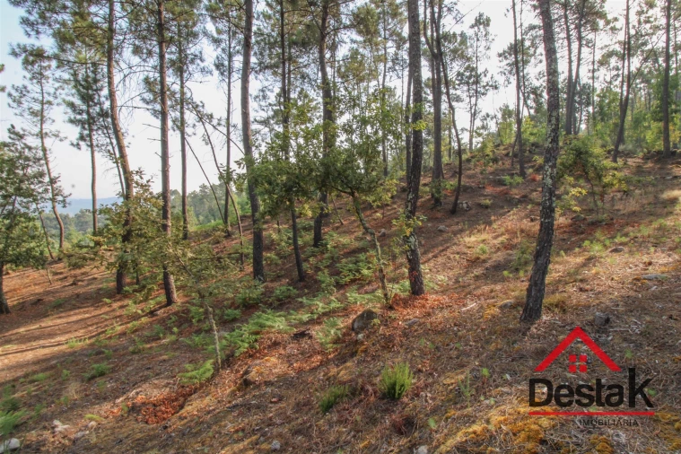 Terreno para Venda em São Miguel do Mato Foto 5