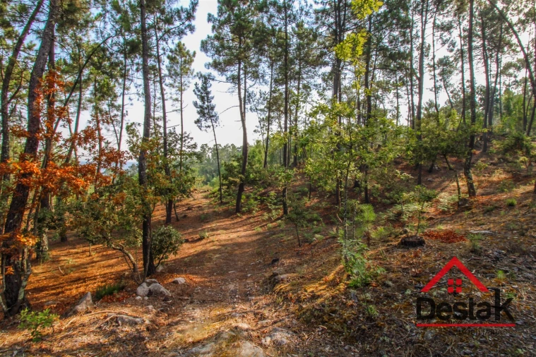 Terreno para Venda em São Miguel do Mato Foto 2