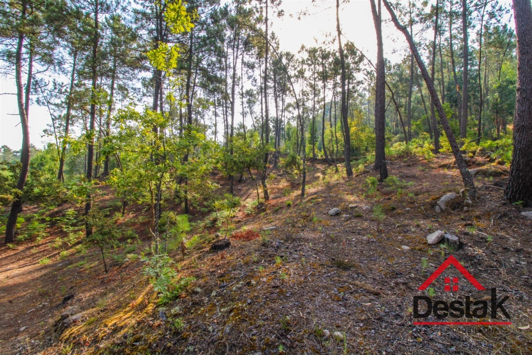 Terreno para Venda em São Miguel do Mato Foto 3