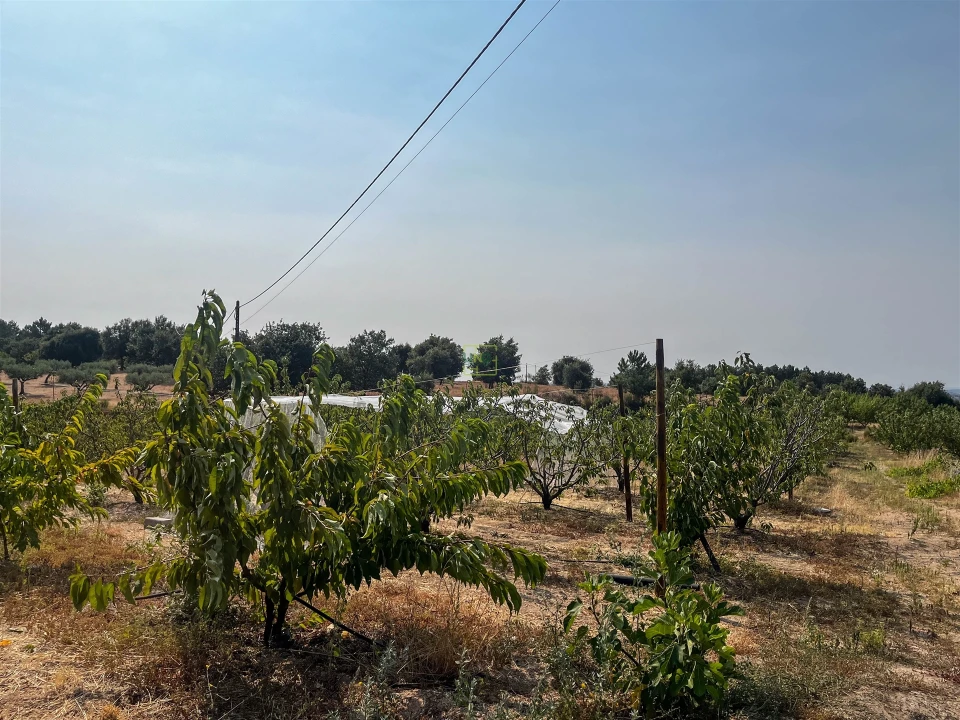 Quinta T1 para Venda em Vale de Prazeres e Mata da Rainha Foto 63