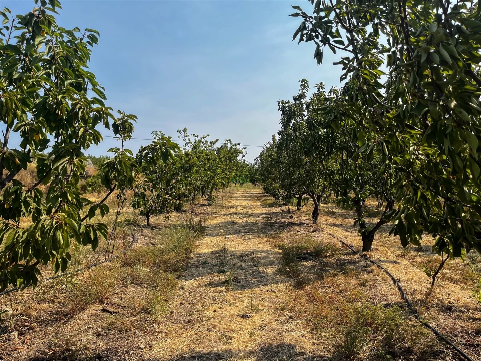 Quinta T1 para Venda em Vale de Prazeres e Mata da Rainha Foto 69