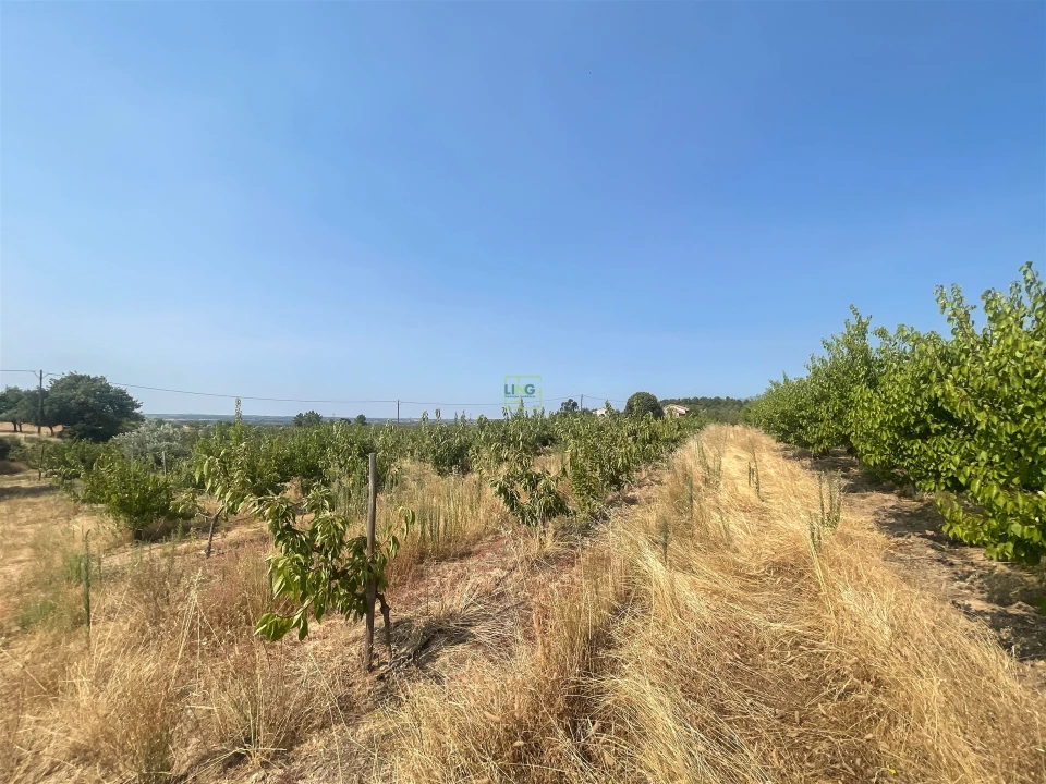 Quinta T1 para Venda em Vale de Prazeres e Mata da Rainha Foto 104