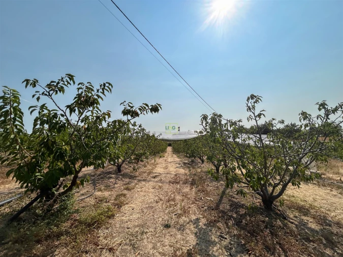 Quinta T1 para Venda em Vale de Prazeres e Mata da Rainha Foto 74