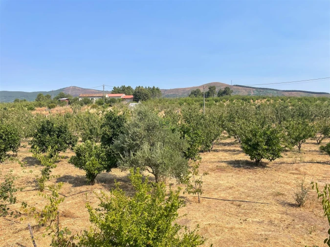 Quinta T1 para Venda em Vale de Prazeres e Mata da Rainha Foto 111