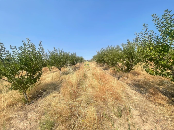 Quinta T1 para Venda em Vale de Prazeres e Mata da Rainha Foto 102