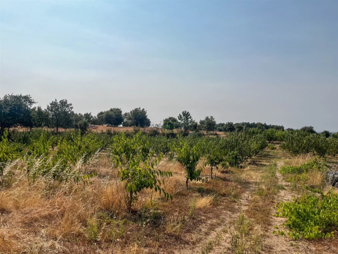 Quinta T1 para Venda em Vale de Prazeres e Mata da Rainha Foto 66
