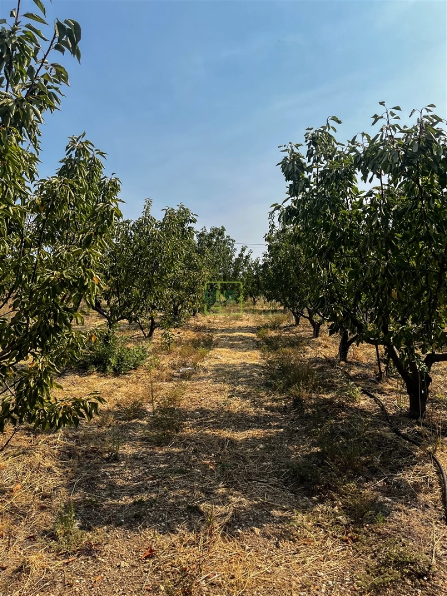 Quinta T1 para Venda em Vale de Prazeres e Mata da Rainha Foto 70