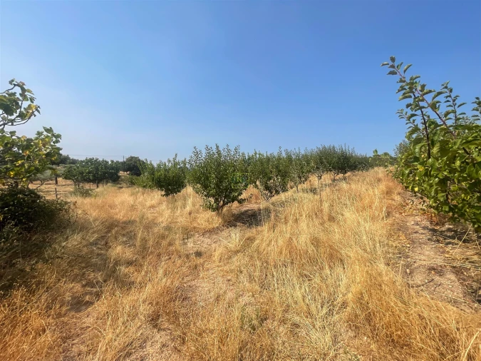 Quinta T1 para Venda em Vale de Prazeres e Mata da Rainha Foto 103