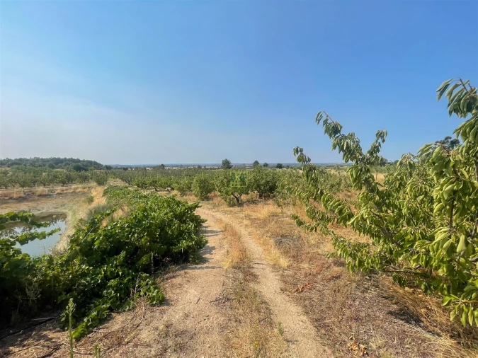 Quinta T1 para Venda em Vale de Prazeres e Mata da Rainha Foto 61