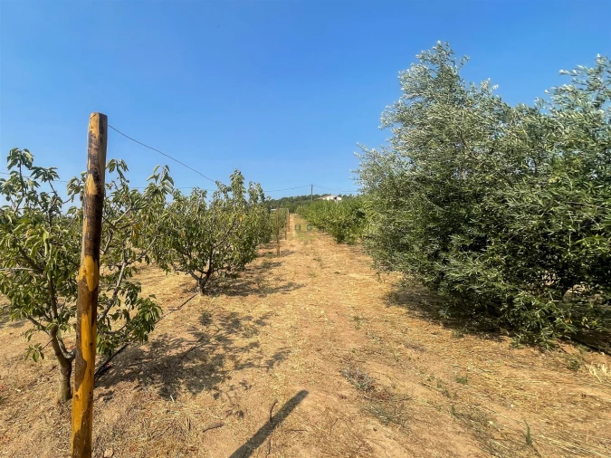 Quinta T1 para Venda em Vale de Prazeres e Mata da Rainha Foto 105