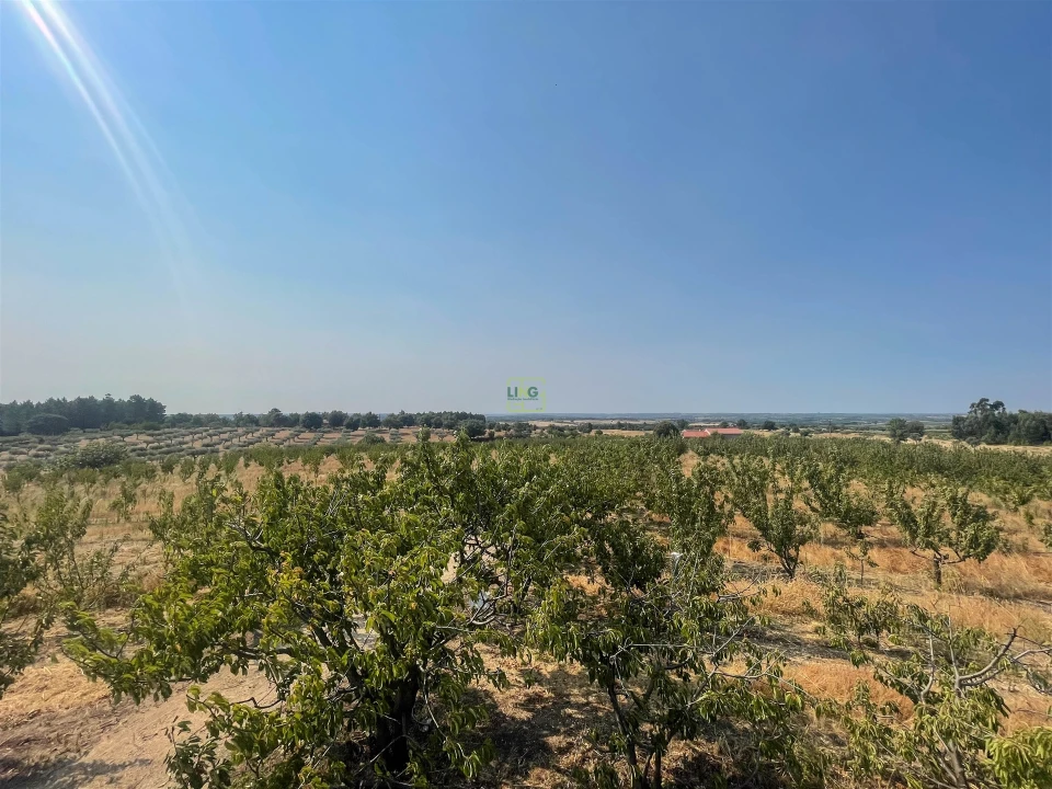 Quinta T1 para Venda em Vale de Prazeres e Mata da Rainha Foto 22