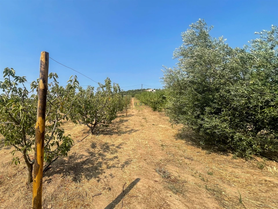 Quinta T1 para Venda em Vale de Prazeres e Mata da Rainha Foto 105