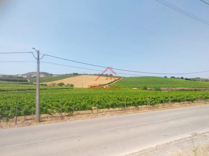 Terreno para Venda em Freiria Foto 13