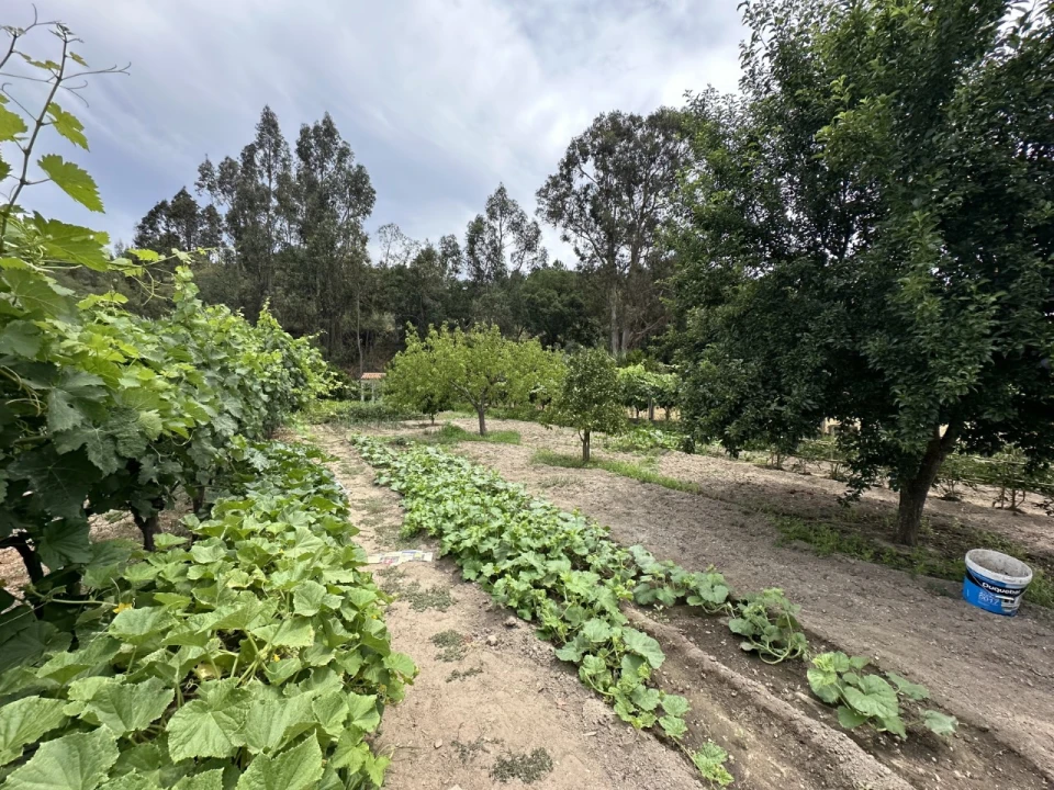 Quinta para Venda em Alvega e Concavada Foto 11