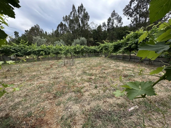 Quinta para Venda em Alvega e Concavada Foto 6