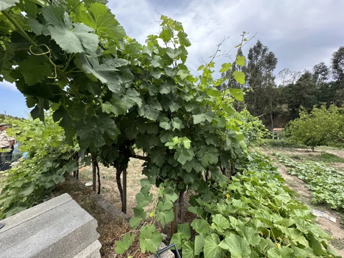 Quinta para Venda em Alvega e Concavada Foto 8