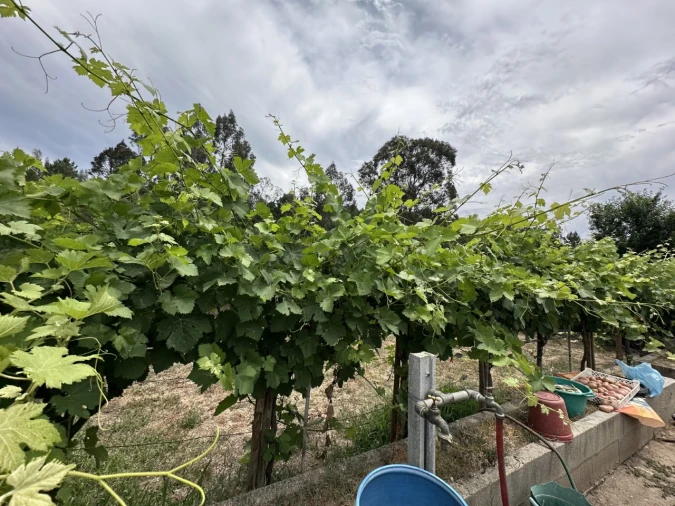 Quinta para Venda em Alvega e Concavada Foto 15