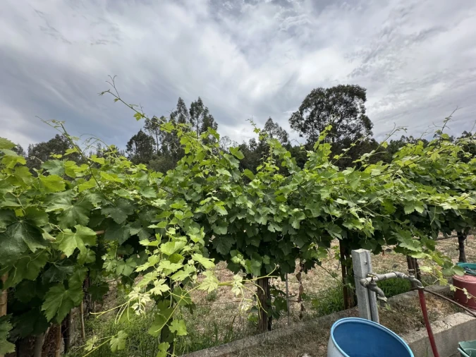 Quinta para Venda em Alvega e Concavada Foto 17