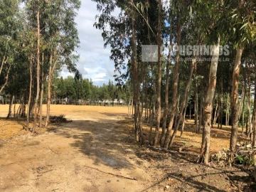 Terreno para Venda em Santa Maria e São Miguel, São Martinho, São Pedro Penaferrim