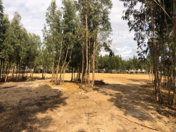 Terreno para Venda em Santa Maria e São Miguel, São Martinho, São Pedro Penaferrim