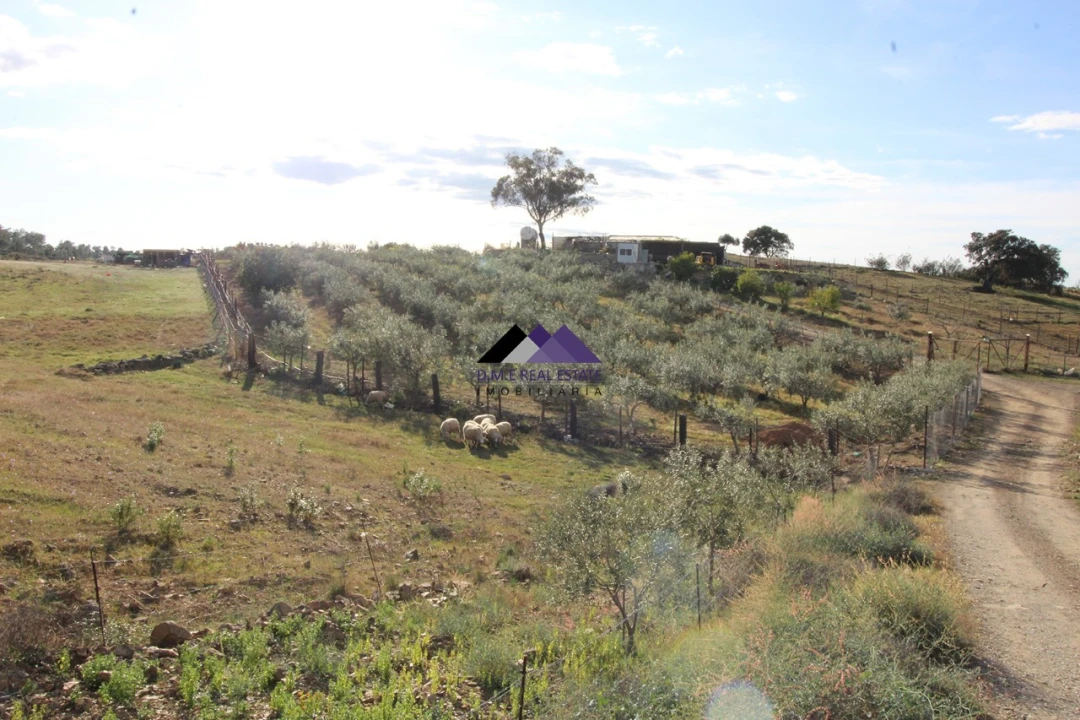 Terreno Agricola ou Rústico para Venda em Odeleite Foto 6