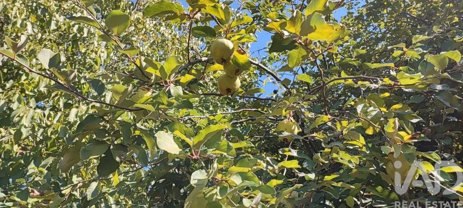 Moradia T2 para Venda em Penedono e Granja Foto 13