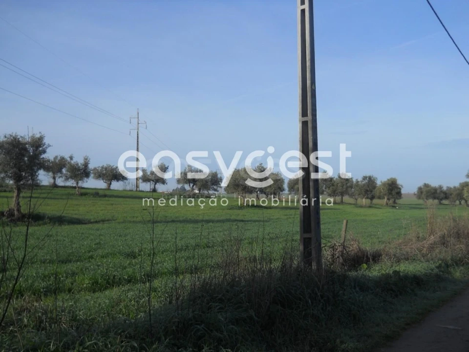 Terreno Agricola ou Rústico para Venda em Aljustrel e Rio de Moinhos Foto 5