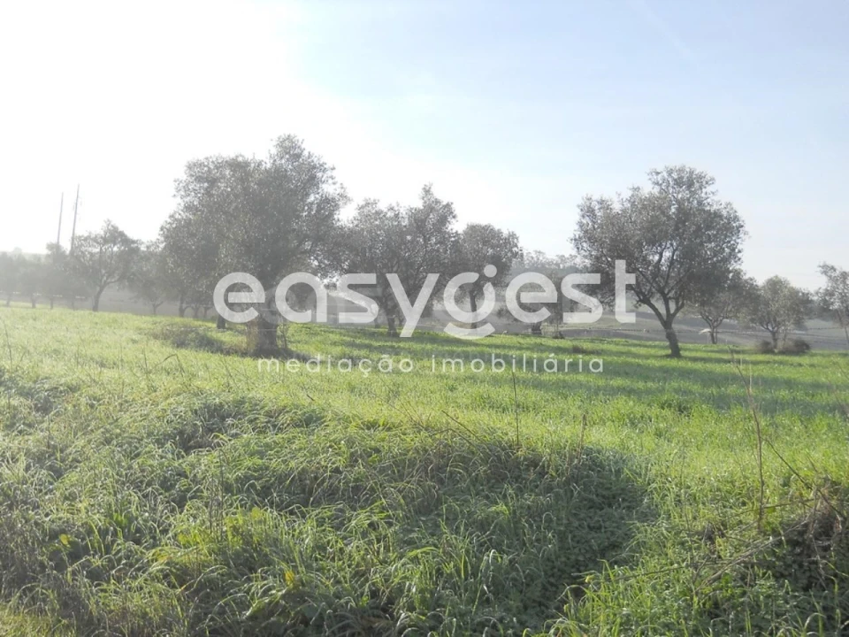 Terreno Agricola ou Rústico para Venda em Aljustrel e Rio de Moinhos Foto 10
