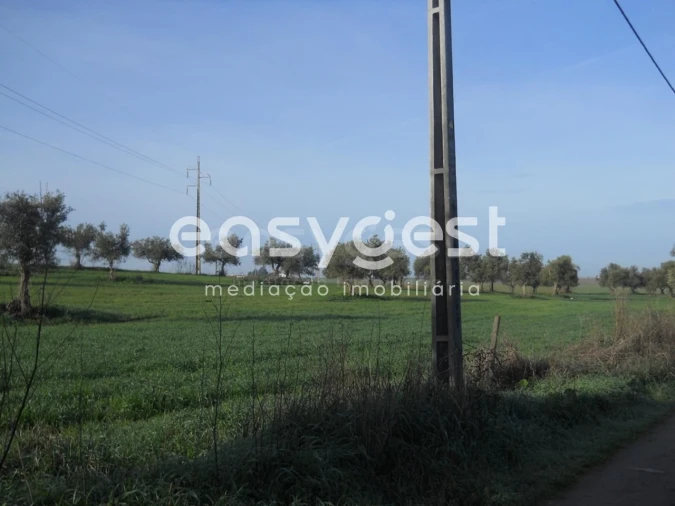 Terreno Agricola ou Rústico para Venda em Aljustrel e Rio de Moinhos Foto 5