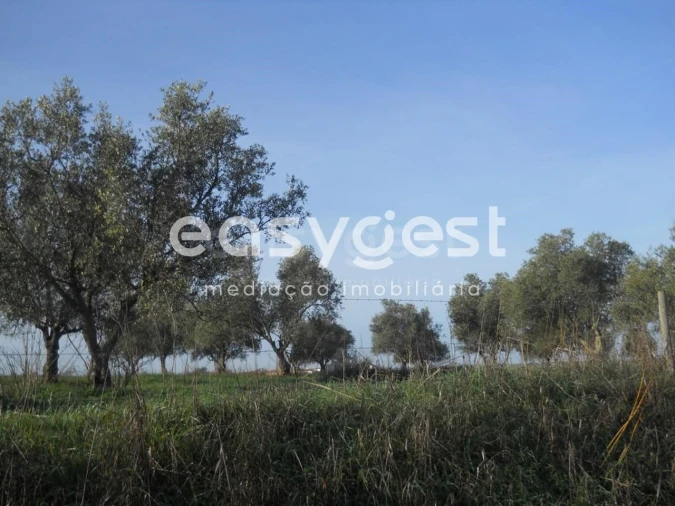 Terreno Agricola ou Rústico para Venda em Aljustrel e Rio de Moinhos Foto 6