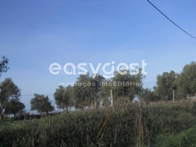 Terreno Agricola ou Rústico para Venda em Aljustrel e Rio de Moinhos Foto 7