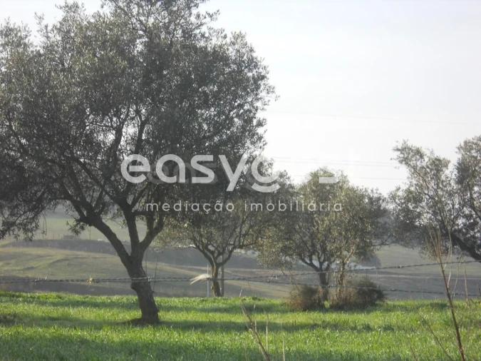 Terreno Agricola ou Rústico para Venda em Aljustrel e Rio de Moinhos Foto 9