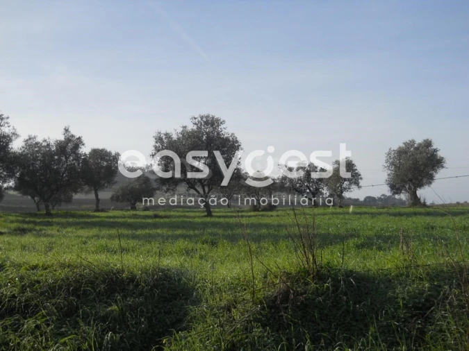 Terreno Agricola ou Rústico para Venda em Aljustrel e Rio de Moinhos Foto 11