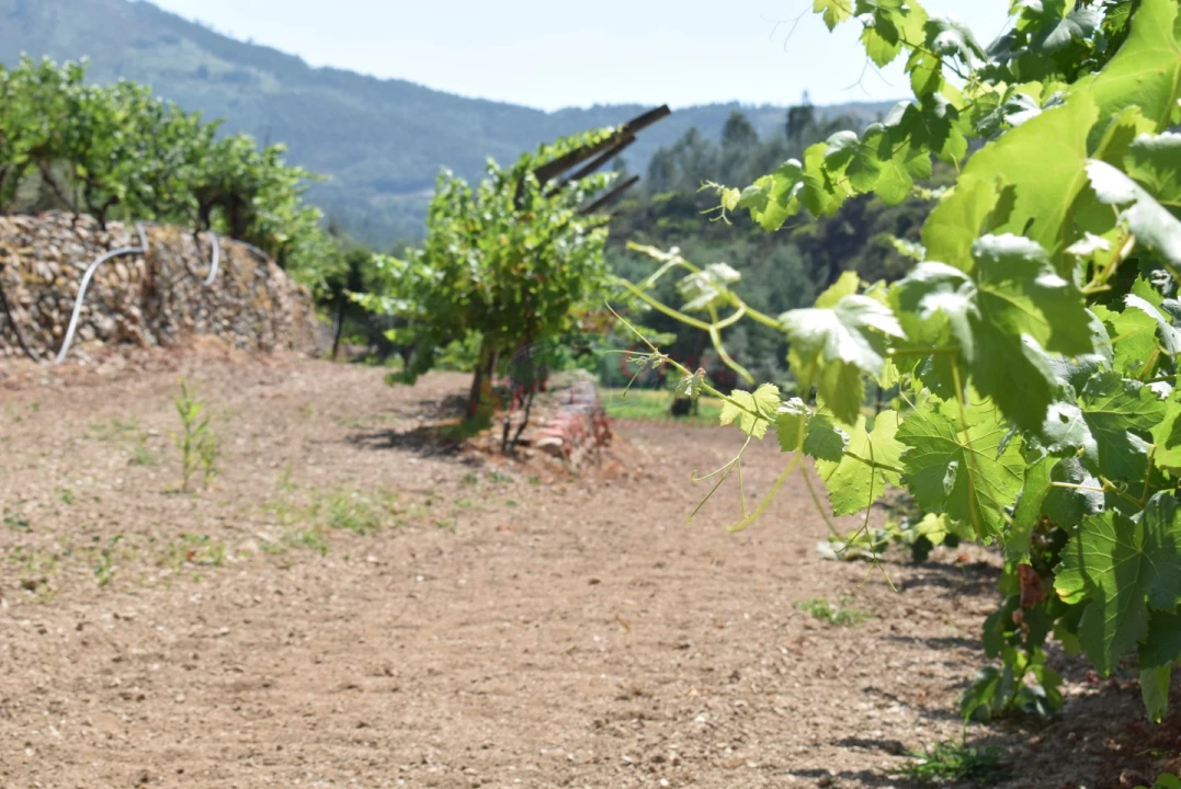 Quinta T2 para Venda em Lavegadas Foto 7