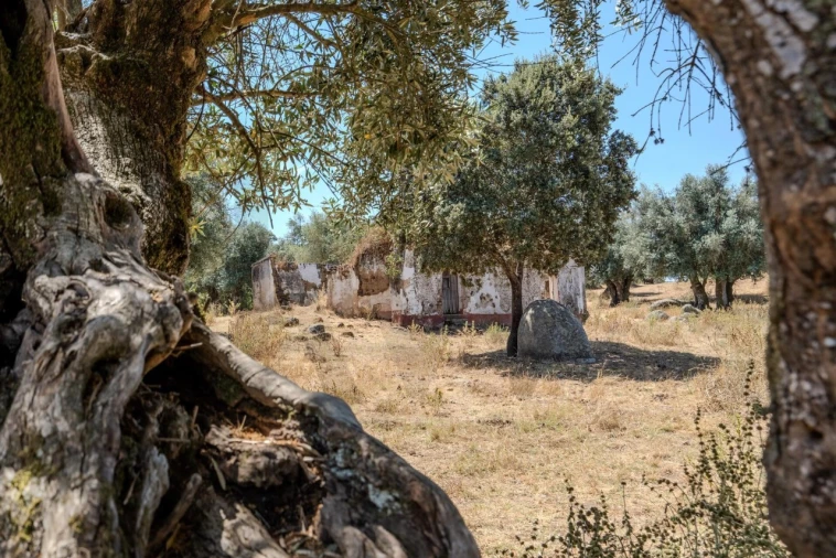 Terreno para Venda em São Cristovão Foto 17