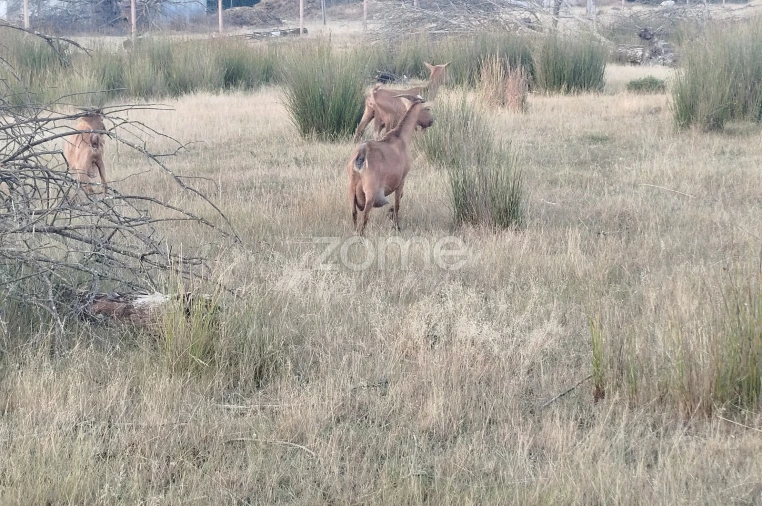 Terreno para Venda em Seia, São Romão e Lapa dos Dinheiros Foto 2
