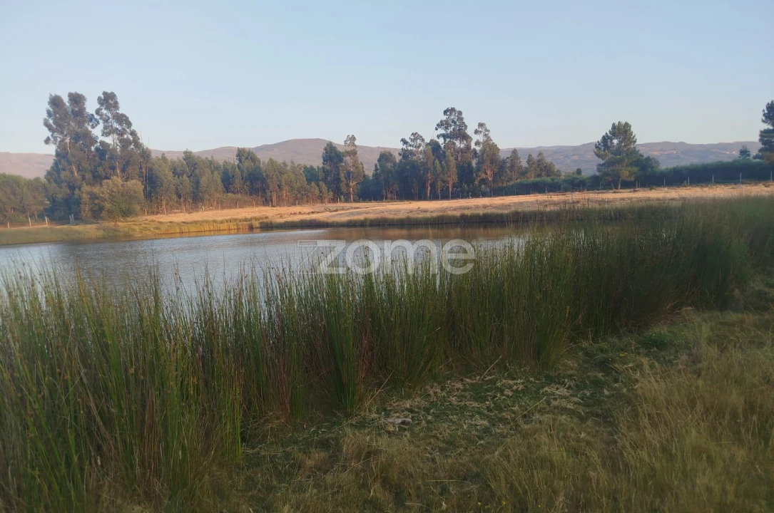 Terreno para Venda em Seia, São Romão e Lapa dos Dinheiros Foto 6