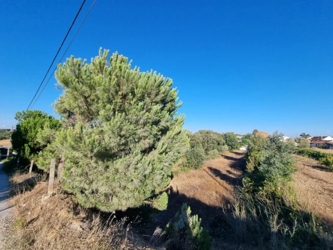 Quinta T3 para Venda em Marvila, Ribeira Santarém, São Salvador, São Nicolau Foto 15