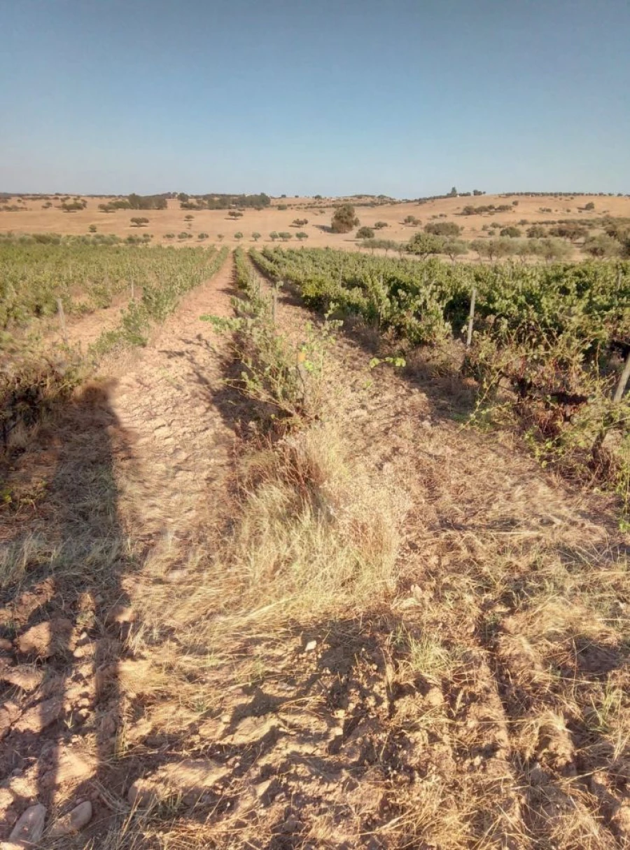 Quinta T0 para Venda em Amareleja Foto 3