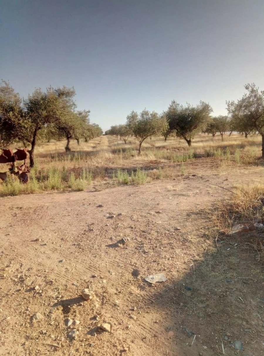 Quinta T0 para Venda em Amareleja Foto 4