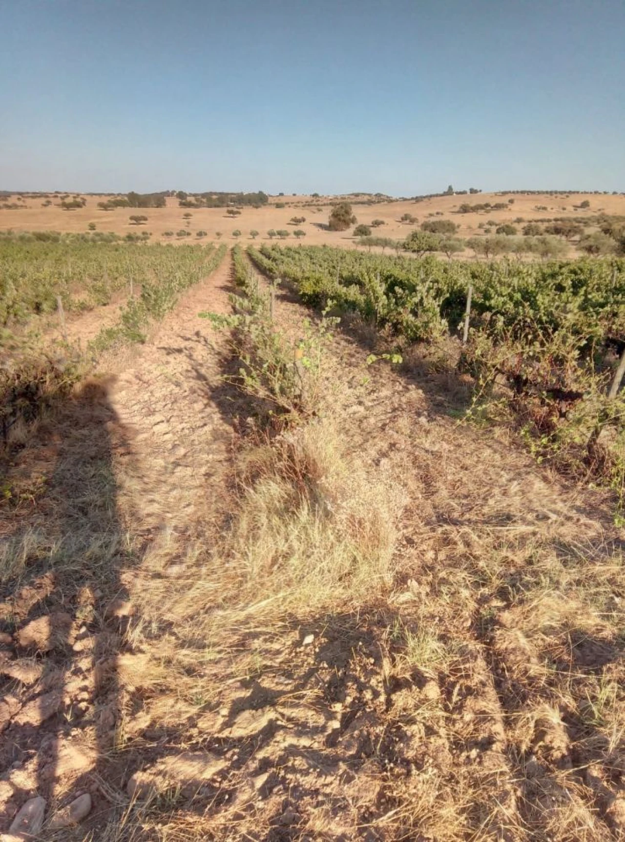 Quinta T0 para Venda em Amareleja Foto 3