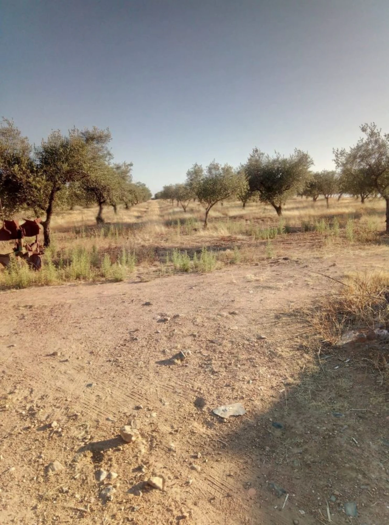 Quinta T0 para Venda em Amareleja Foto 4