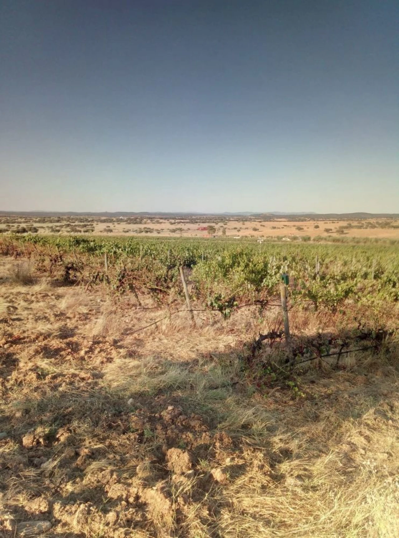 Quinta T0 para Venda em Amareleja Foto 2