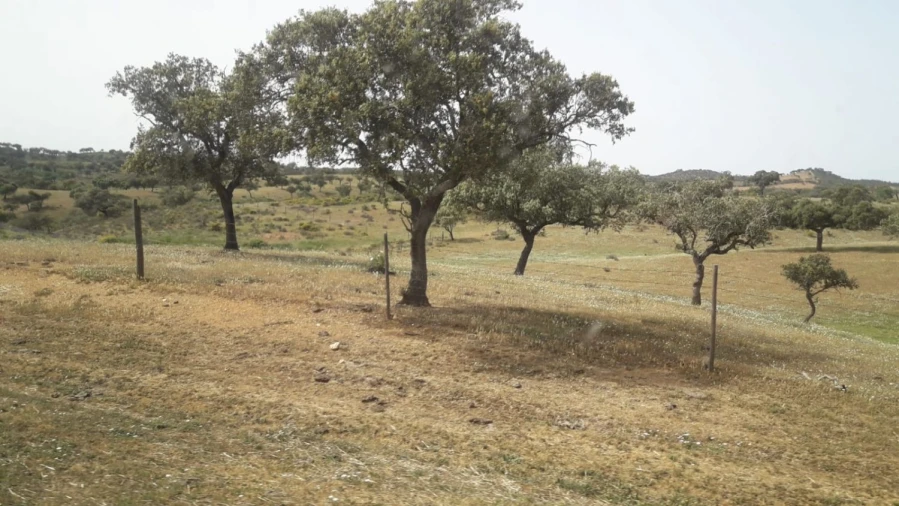 Terreno para Venda em Portel Foto 12