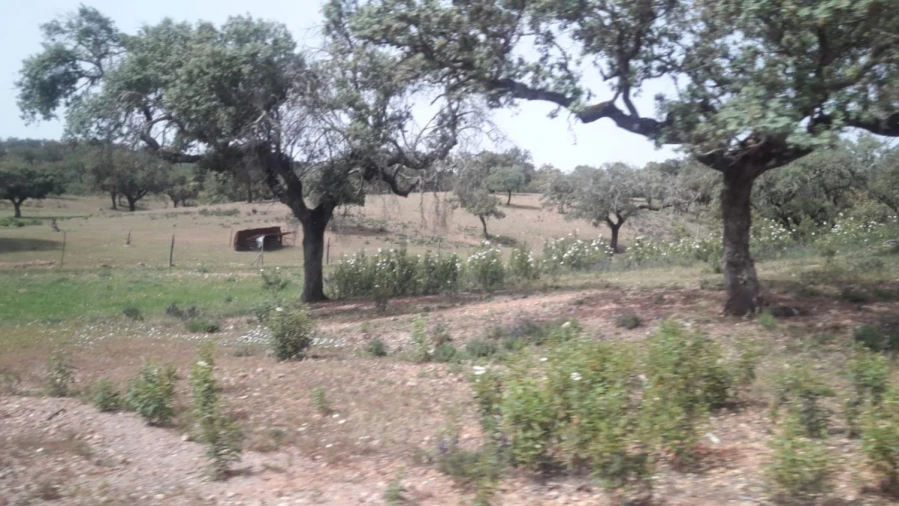 Terreno para Venda em Portel Foto 5