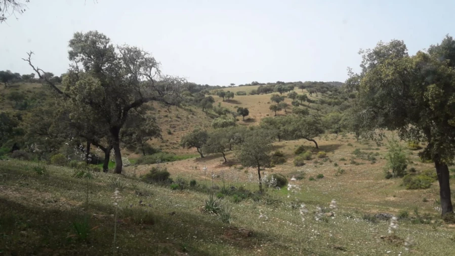 Terreno para Venda em Portel Foto 8