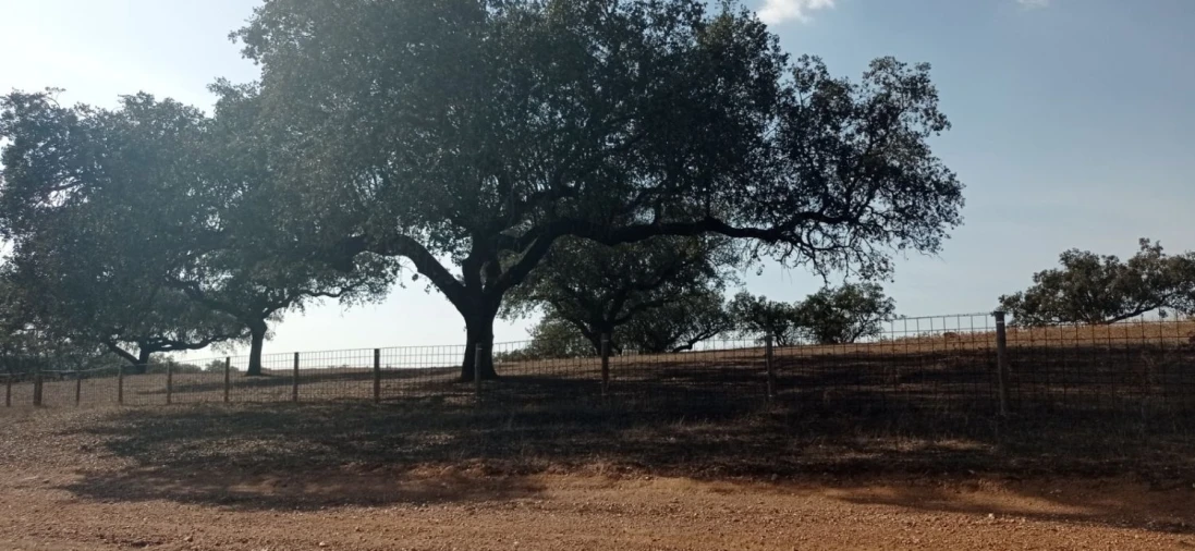 Terreno para Venda em Portel Foto 4