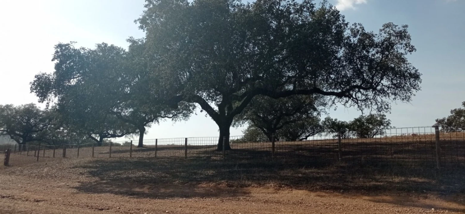 Terreno para Venda em Portel Foto 13